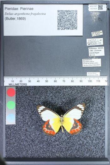 Media type: image;   Entomology 74526